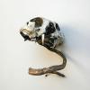 izanne wiid POFadder 04